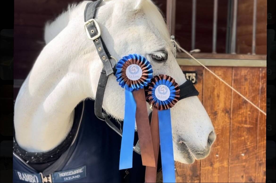 Mare Connemara For sale 2011 Grey