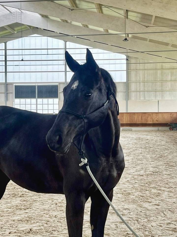 Mare Selle Fran&ccedil;ais For sale 2016 Black