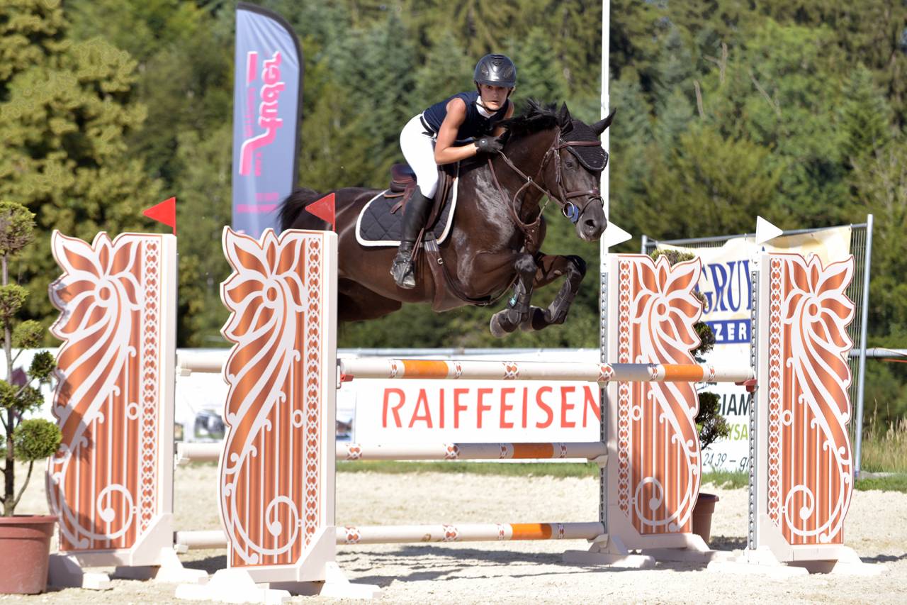 Mare Selle Fran&ccedil;ais For sale 2016 Black