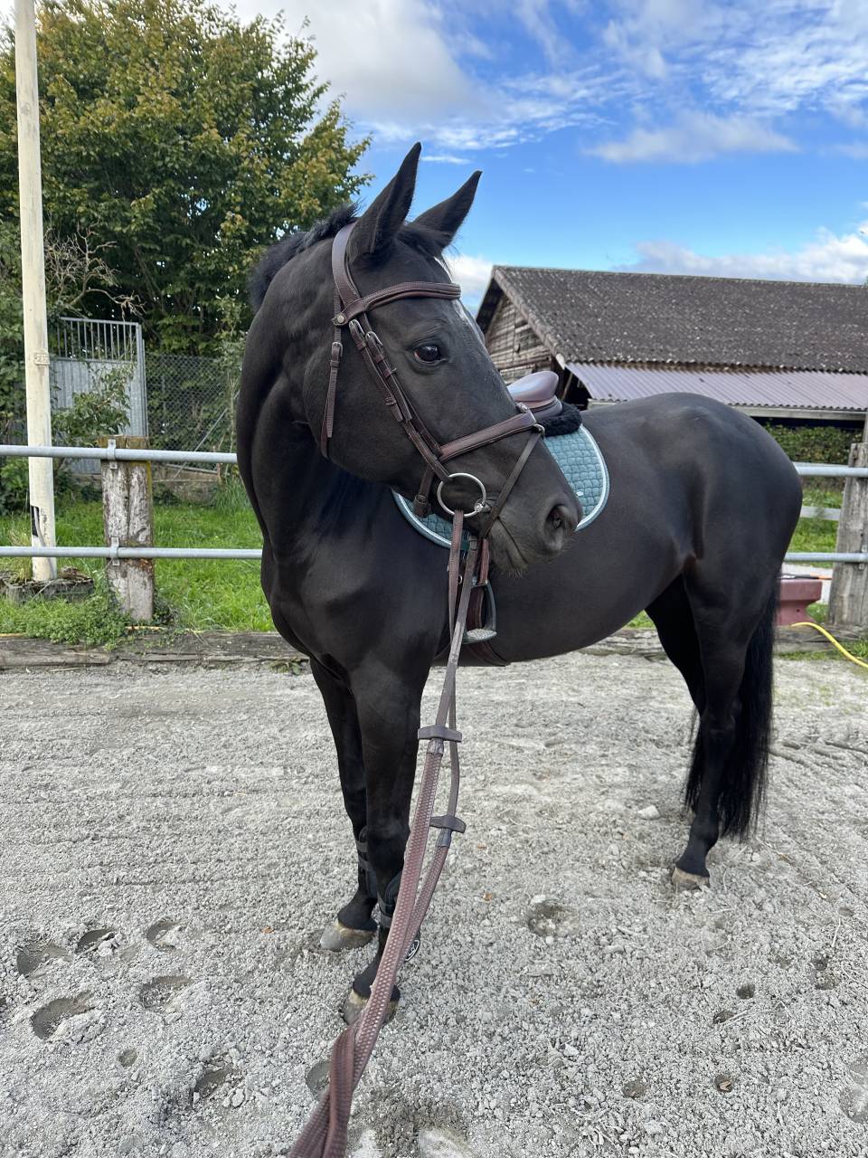 Mare Selle Fran&ccedil;ais For sale 2016 Black