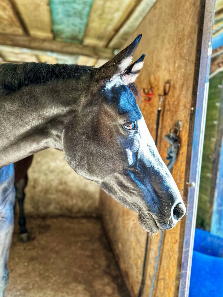 Mare Selle Fran&ccedil;ais For sale 2016 Black