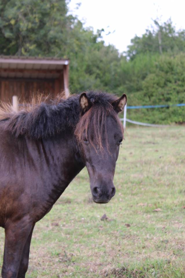 Gelding No Origin Recorded For sale 2020 Black