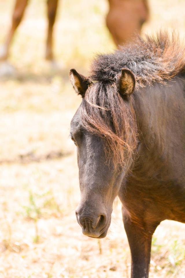 Gelding No Origin Recorded For sale 2020 Black