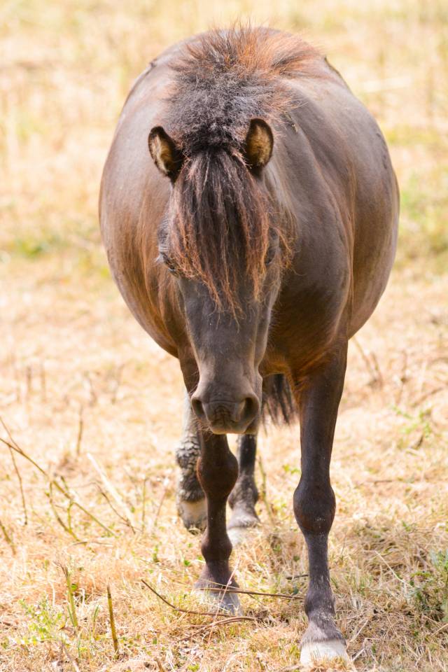 Gelding No Origin Recorded For sale 2020 Black