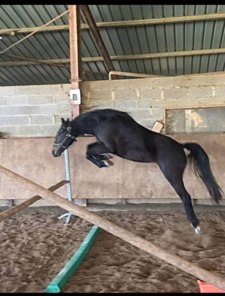 Mare French Saddle Pony For sale 2022 Black