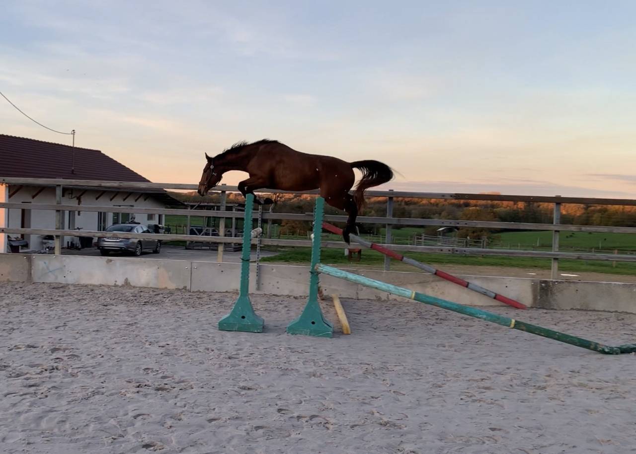 Mare Origin Recorded For sale 2022 Bay