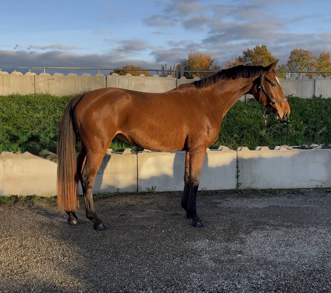 Mare Origin Recorded For sale 2022 Bay