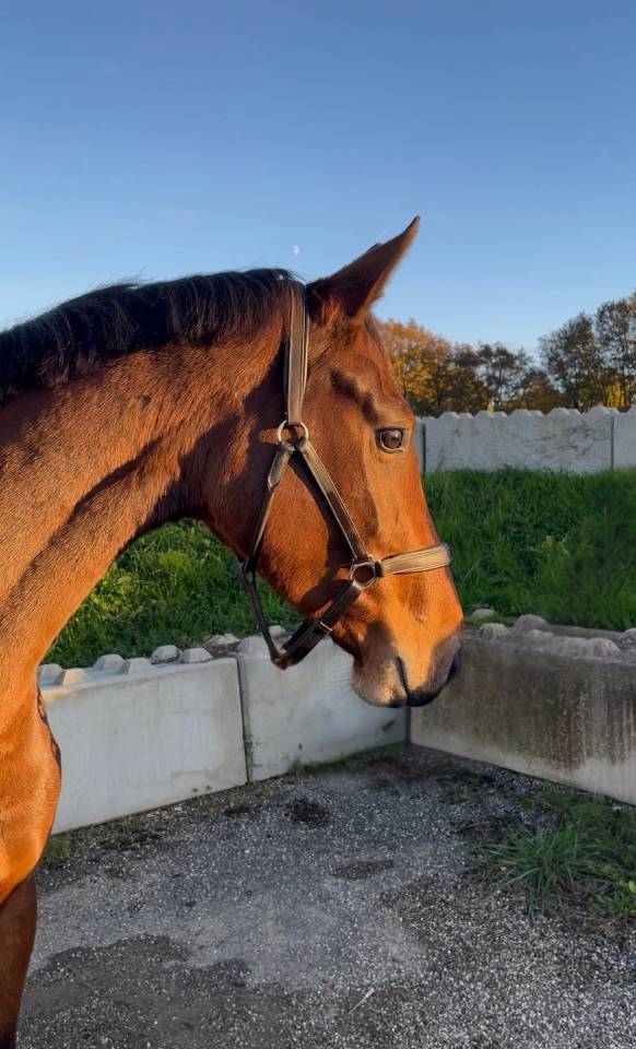 Mare Origin Recorded For sale 2022 Bay