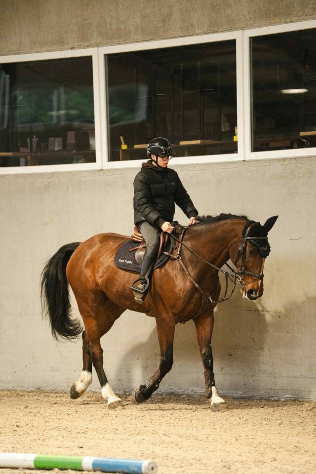 Gelding BWP Belgian Warmblood For sale 2011 Bay