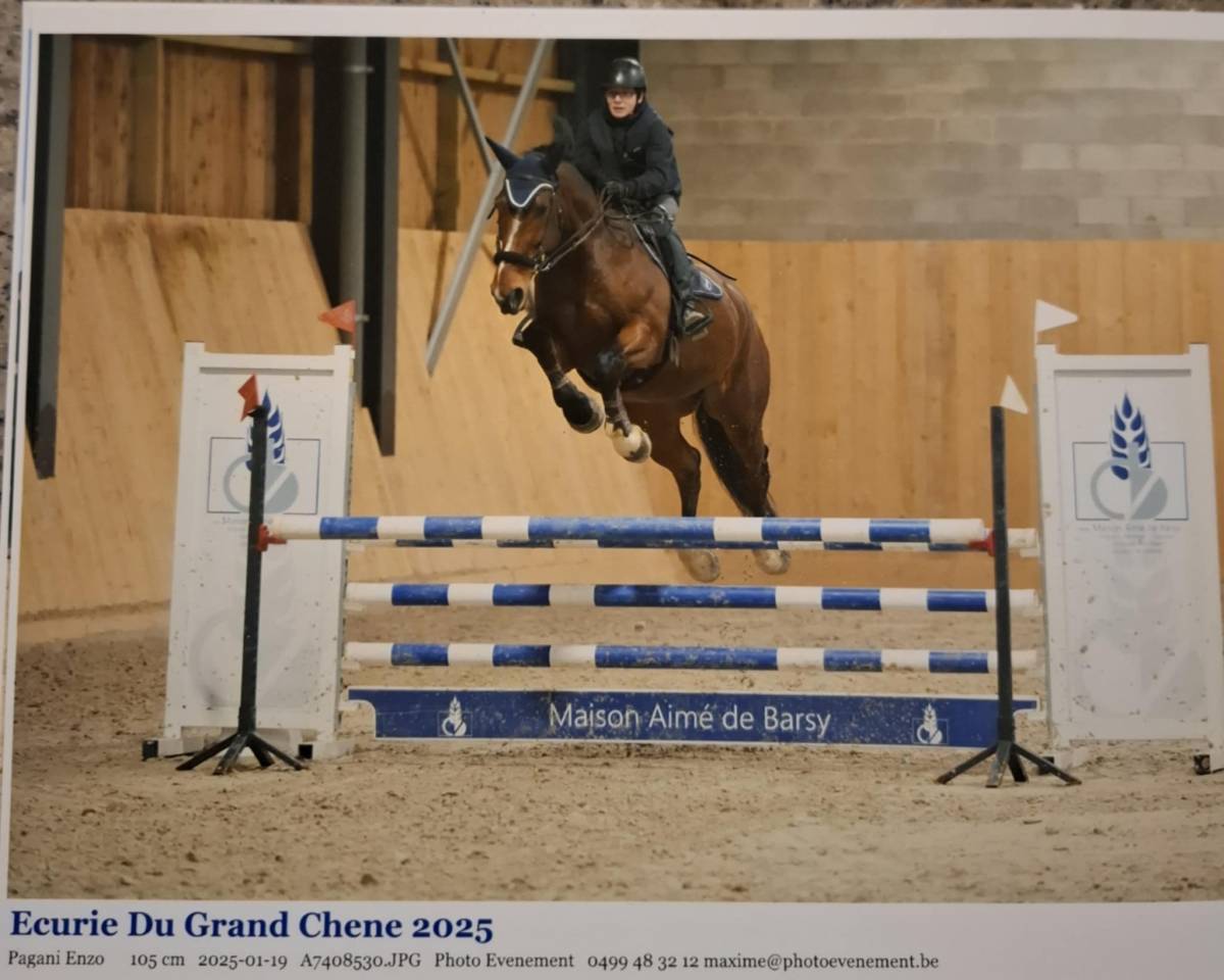 Gelding BWP Belgian Warmblood For sale 2011 Bay