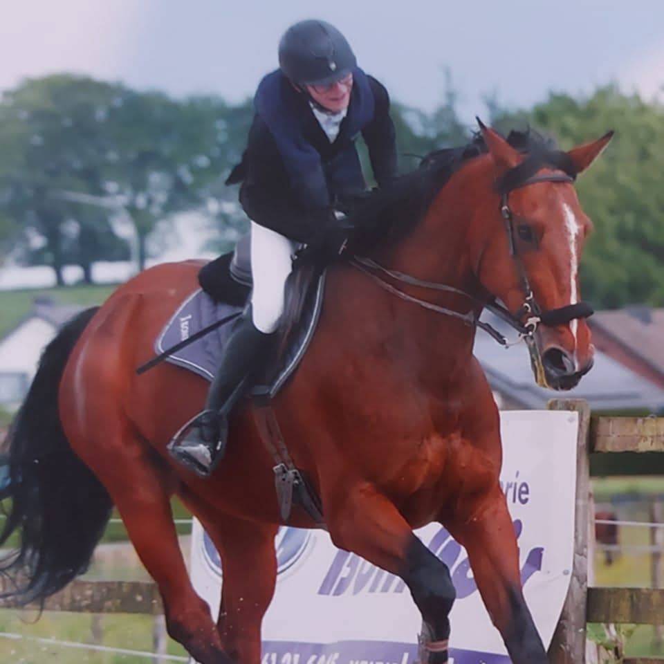 Gelding BWP Belgian Warmblood For sale 2011 Bay