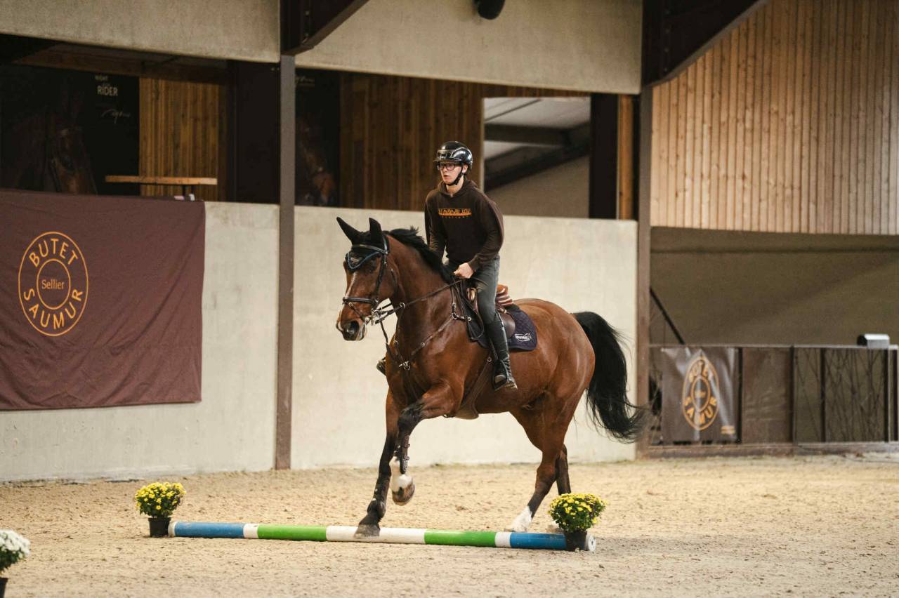 Gelding BWP Belgian Warmblood For sale 2011 Bay