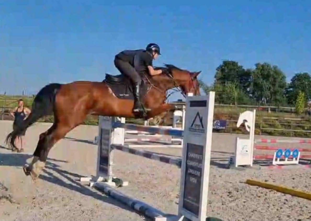 Gelding BWP Belgian Warmblood For sale 2011 Bay