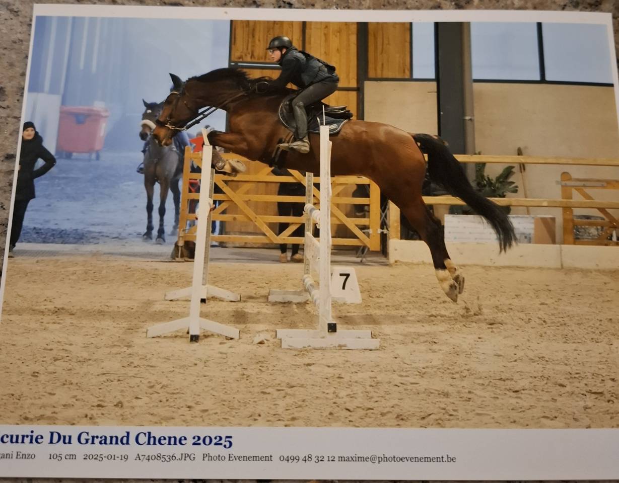 Gelding BWP Belgian Warmblood For sale 2011 Bay