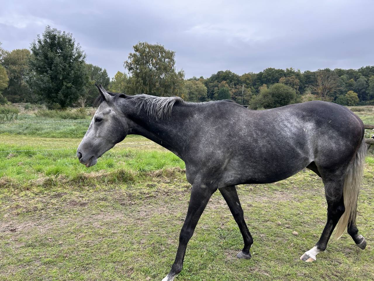 Gelding Thoroughbred For sale 2020 Grey