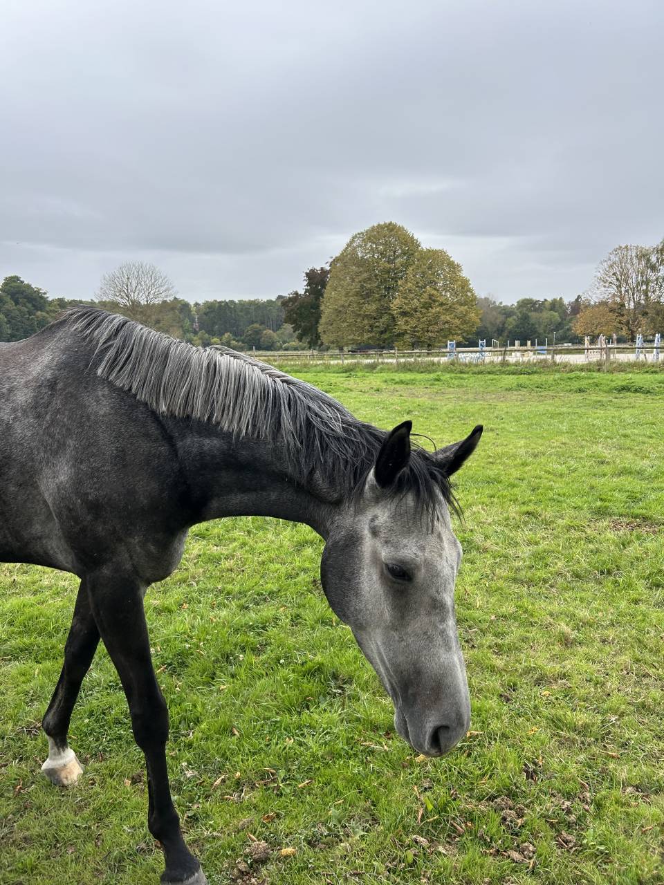 Gelding Thoroughbred For sale 2020 Grey