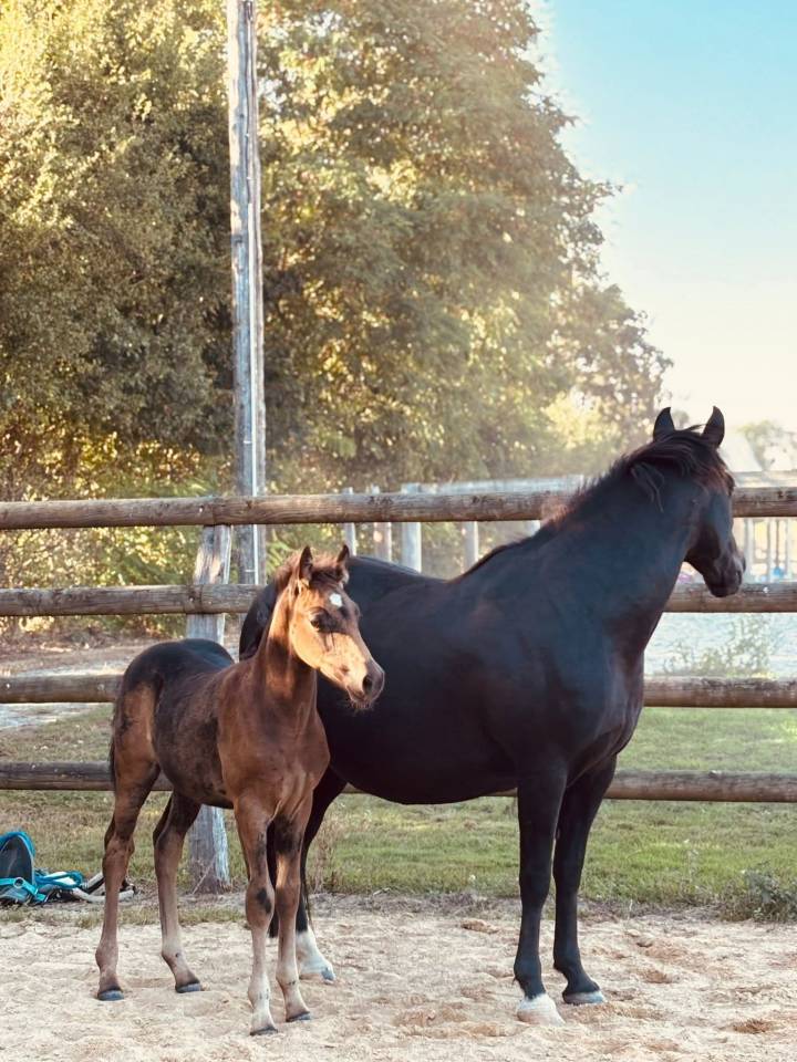 Broodmare New Forest For sale 2020 Black
