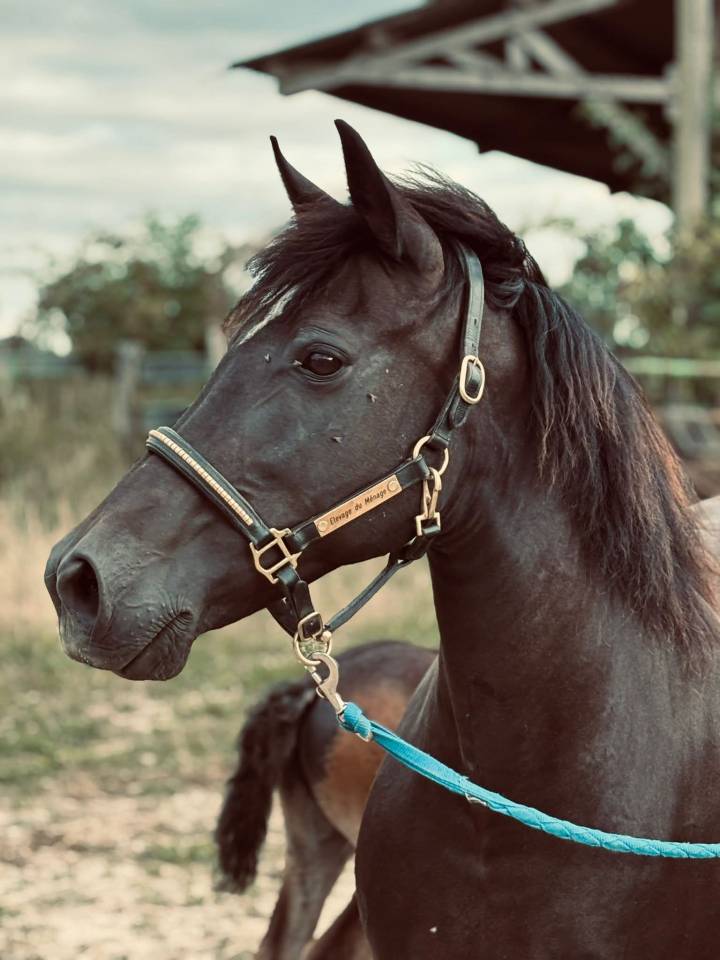 Broodmare New Forest For sale 2020 Black