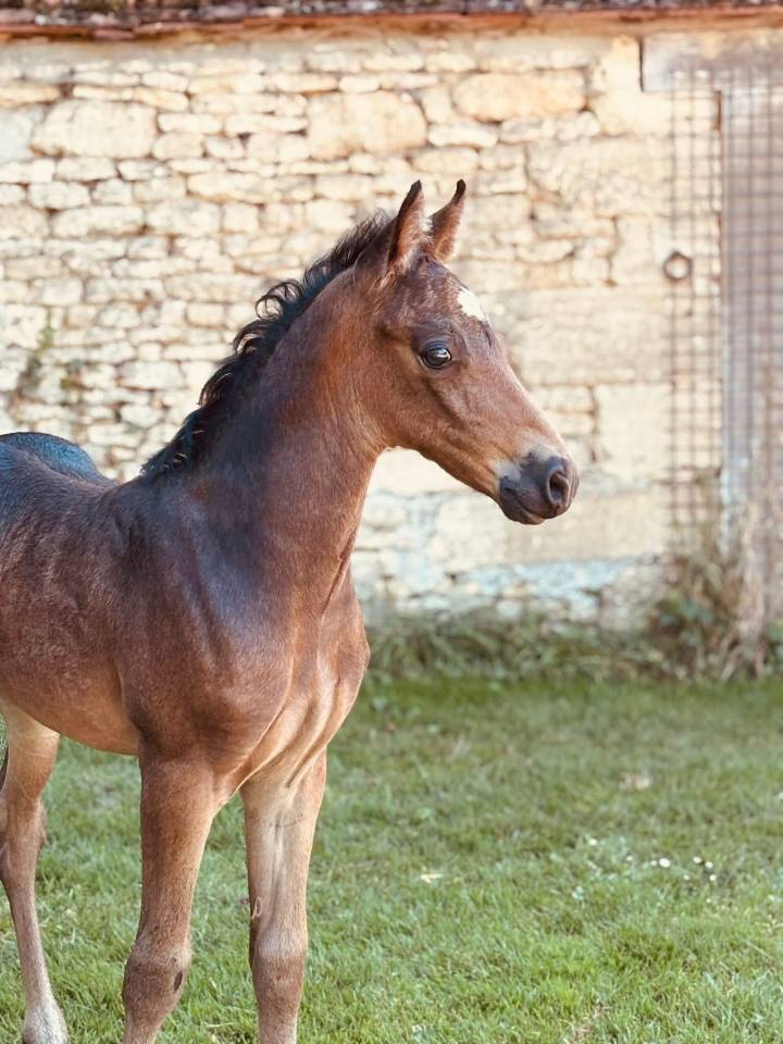 Broodmare New Forest For sale 2020 Black
