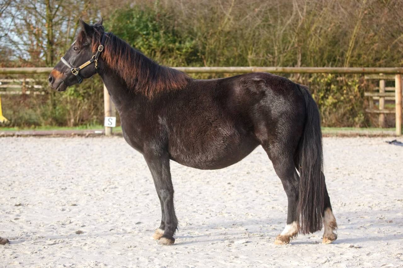 Broodmare New Forest For sale 2020 Black