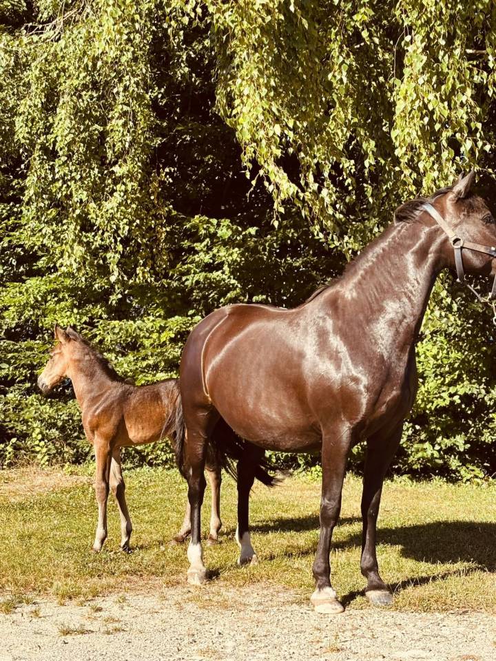 Broodmare New Forest For sale 2020 Black