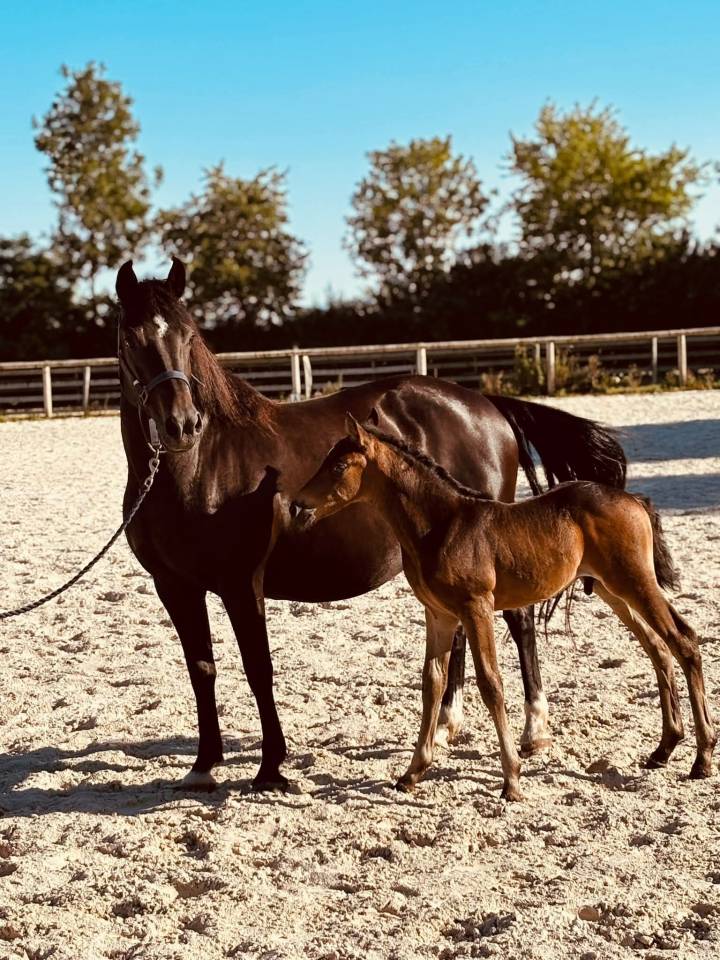 Broodmare New Forest For sale 2020 Black