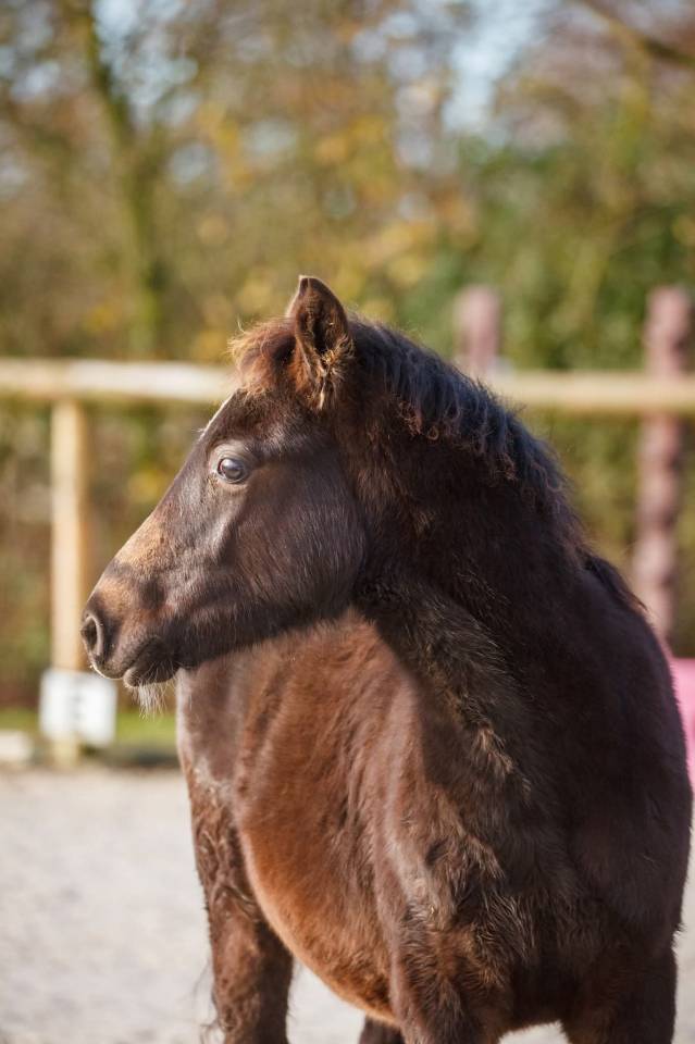 Broodmare New Forest For sale 2020 Black