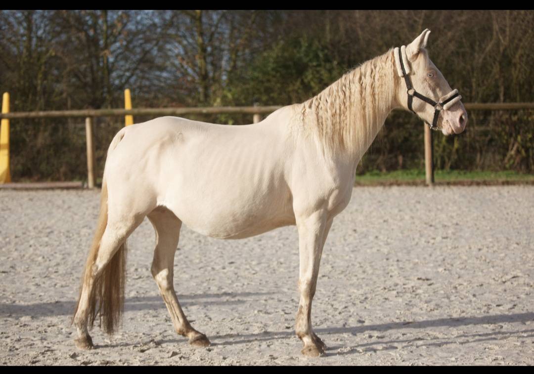 Mare No Origin Recorded For sale 2017 Perlino