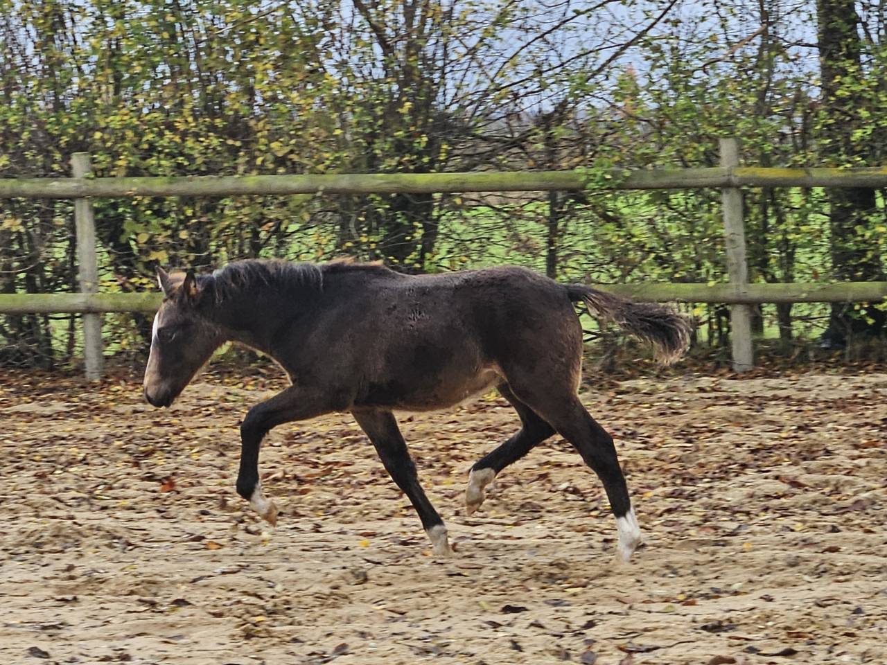 Mare No Origin Recorded For sale 2017 Perlino