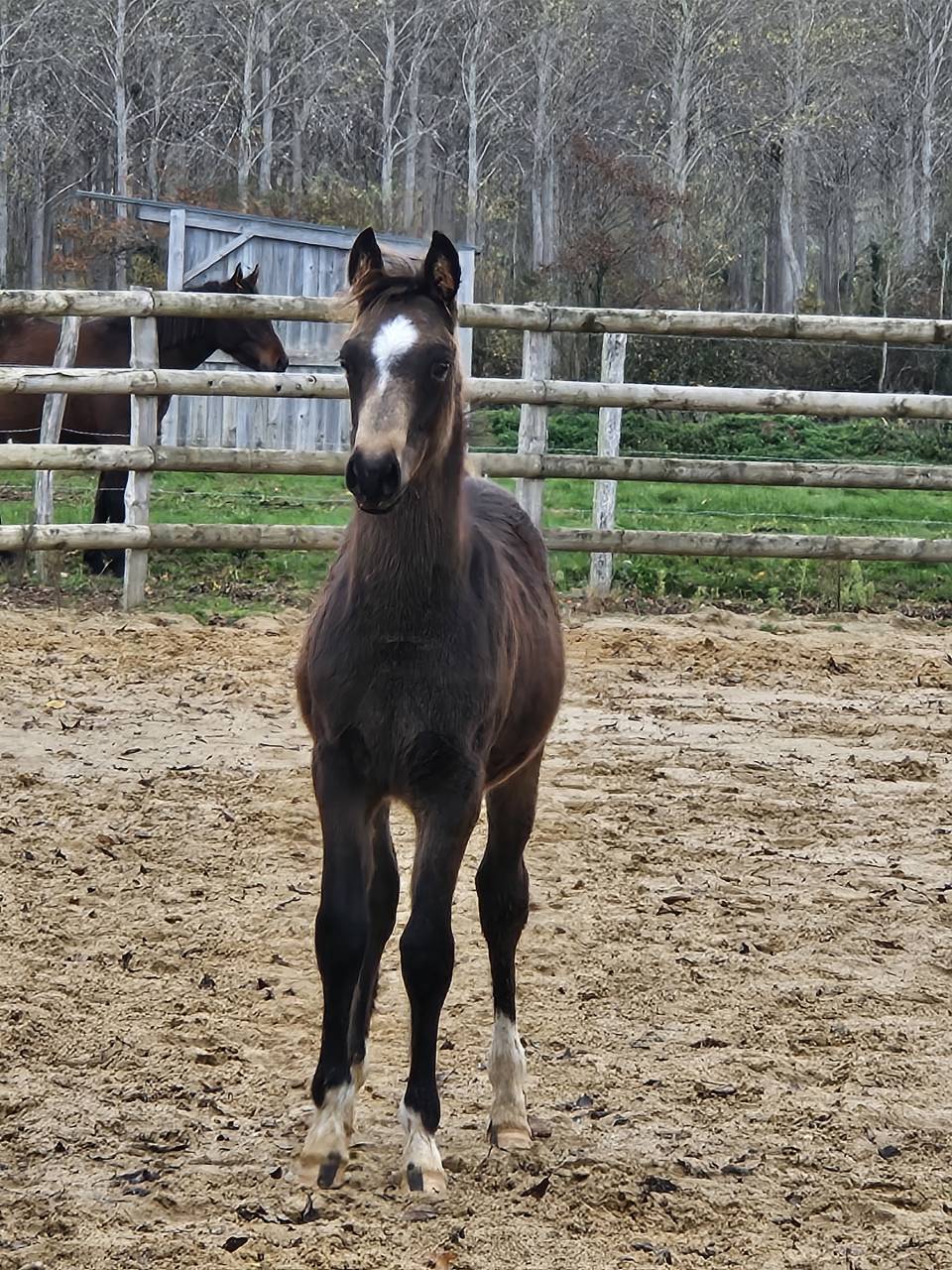 Mare No Origin Recorded For sale 2017 Perlino