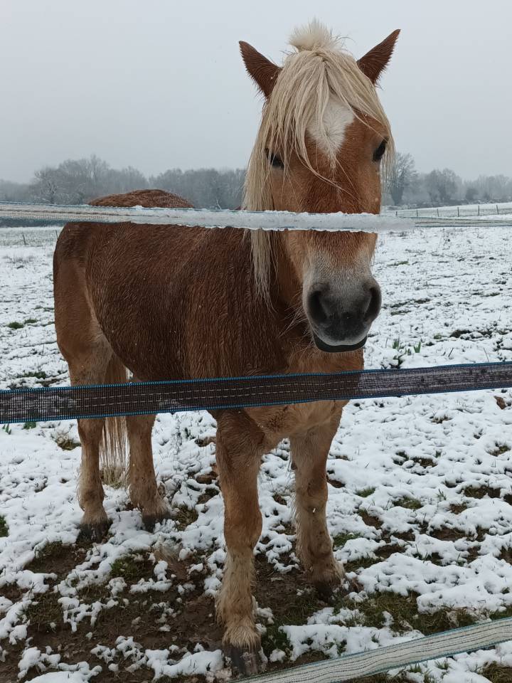 Gelding Haflinger For sale 2009 Chesnut