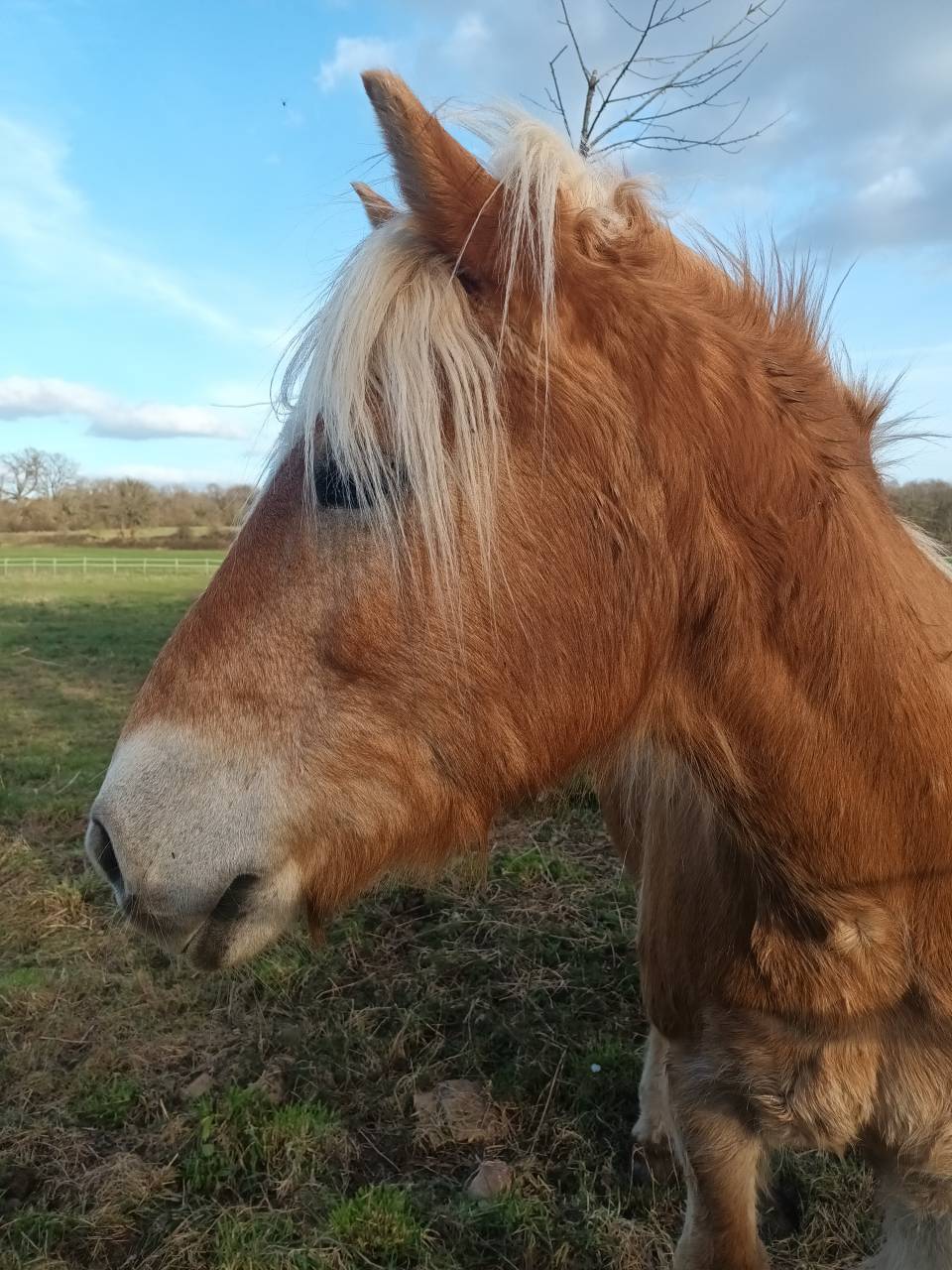 Gelding Haflinger For sale 2009 Chesnut
