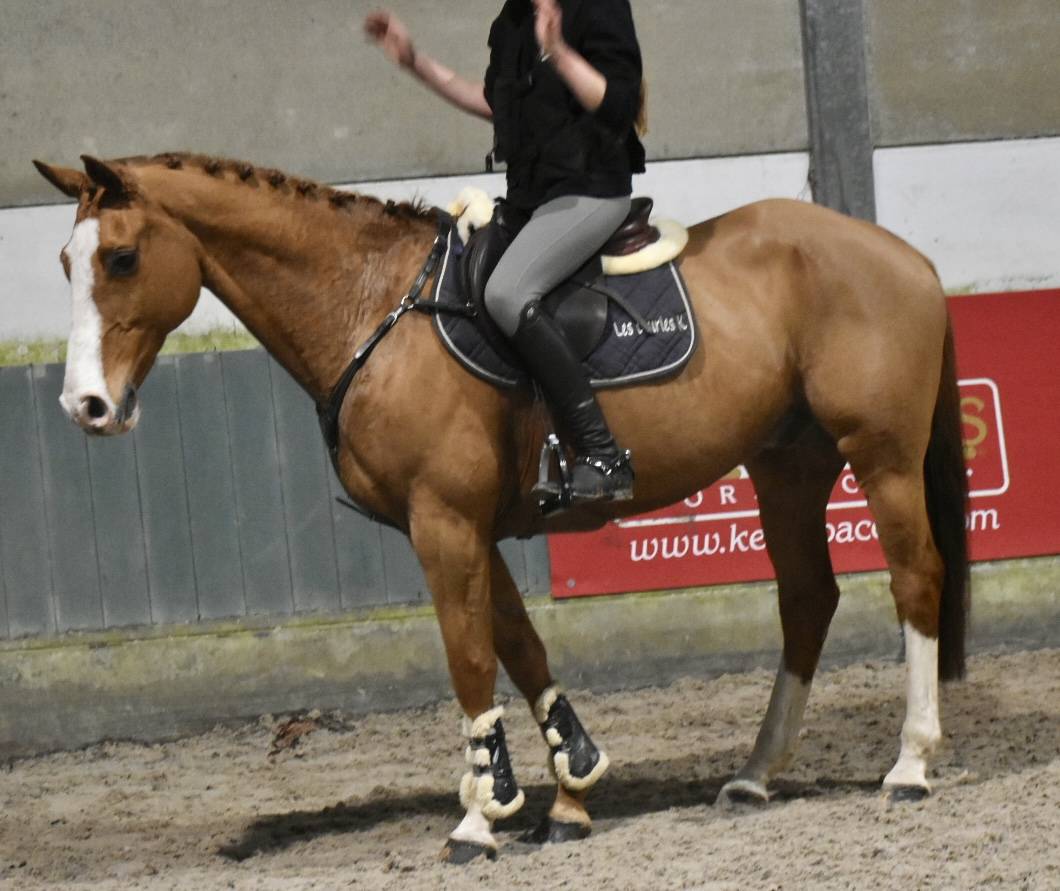 Gelding Zangersheide For sale 2013 Chesnut