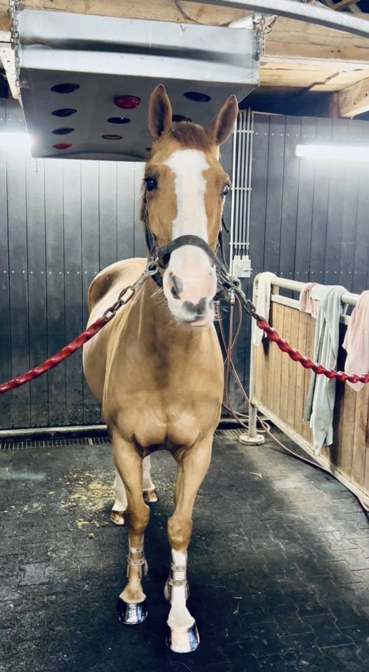 Gelding Zangersheide For sale 2013 Chesnut