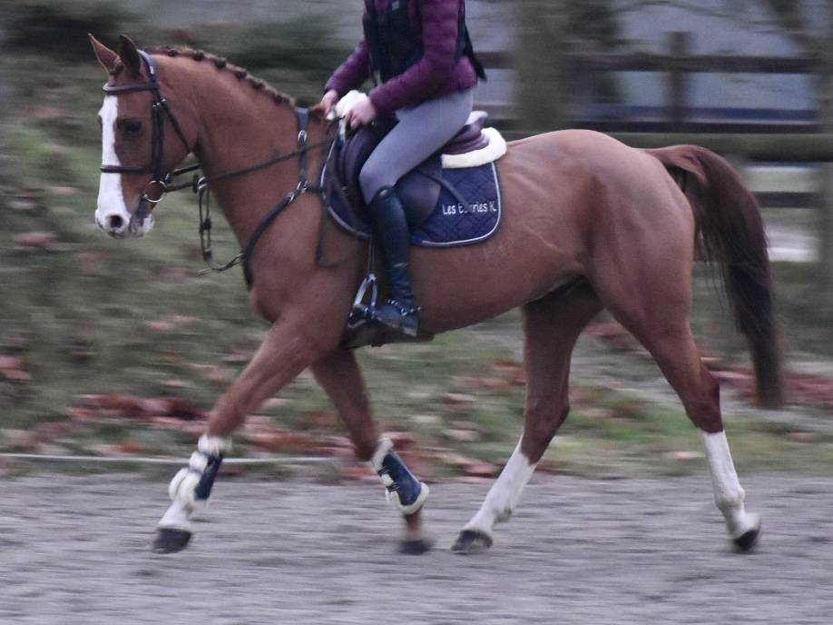 Gelding Zangersheide For sale 2013 Chesnut