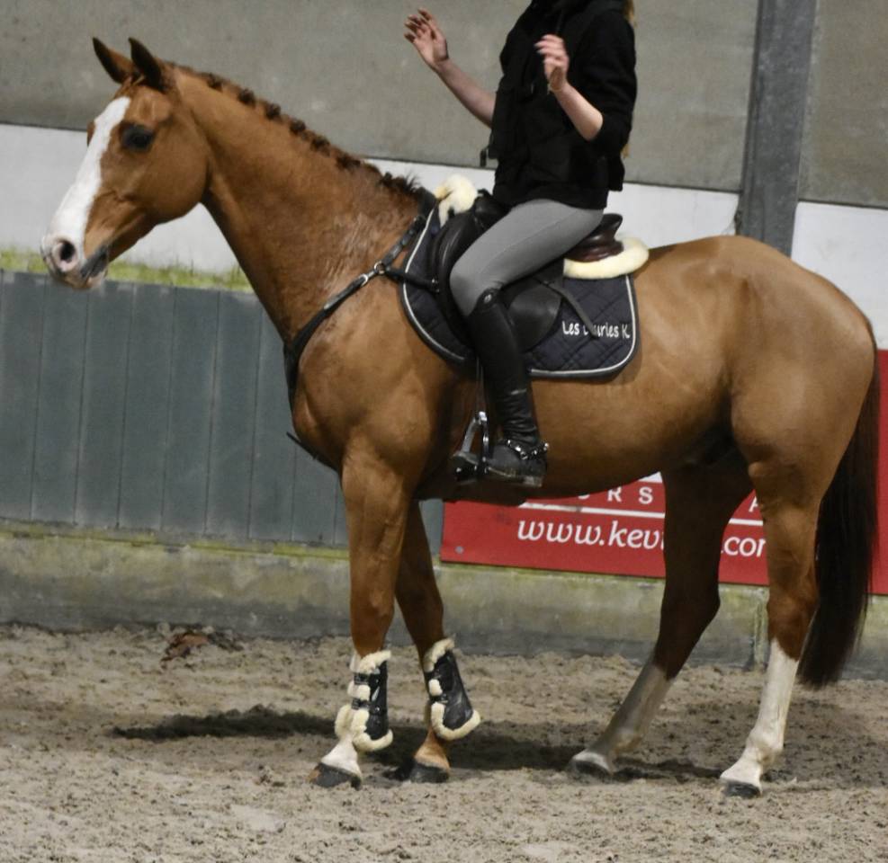 Gelding Zangersheide For sale 2013 Chesnut