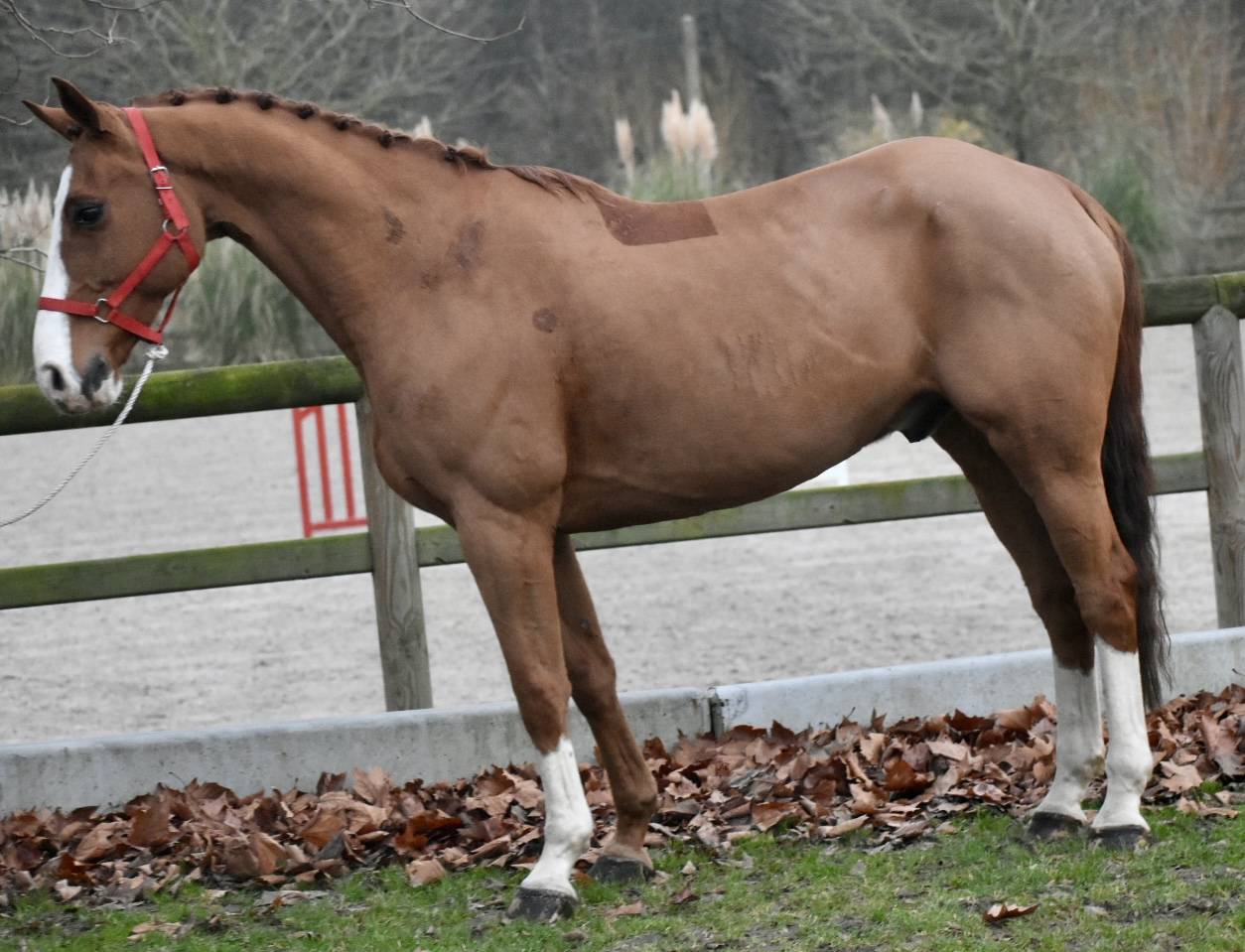 Gelding Zangersheide For sale 2013 Chesnut