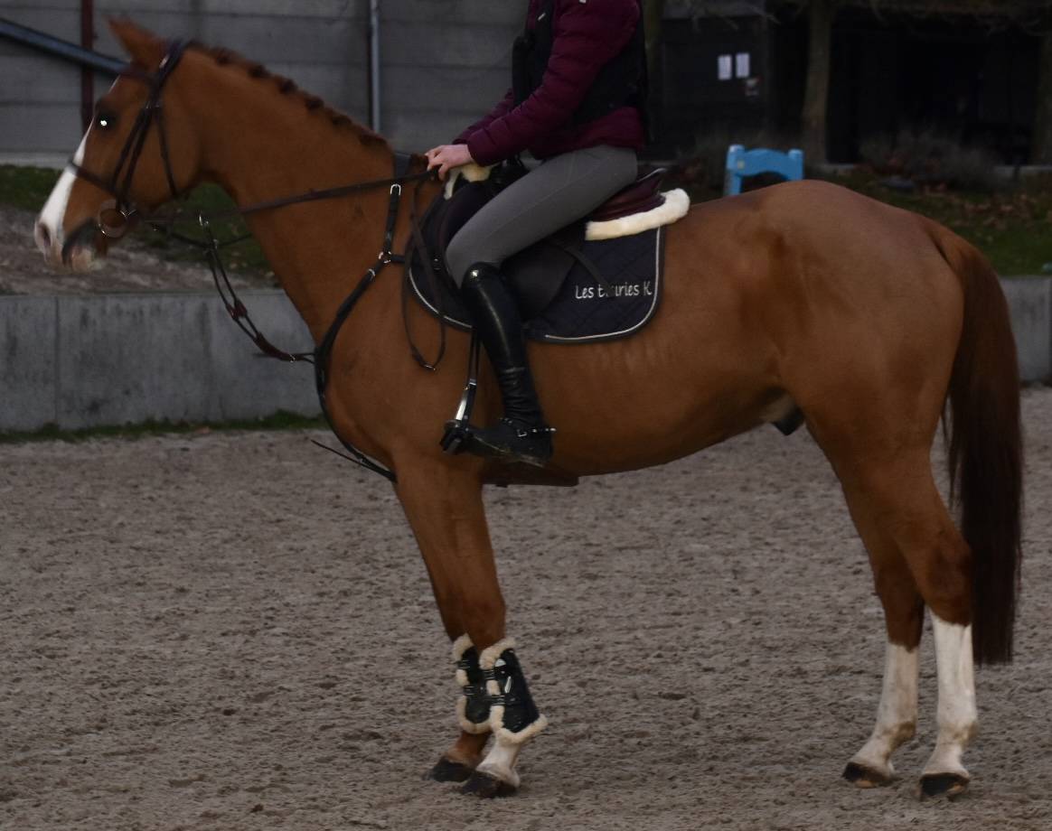 Gelding Zangersheide For sale 2013 Chesnut