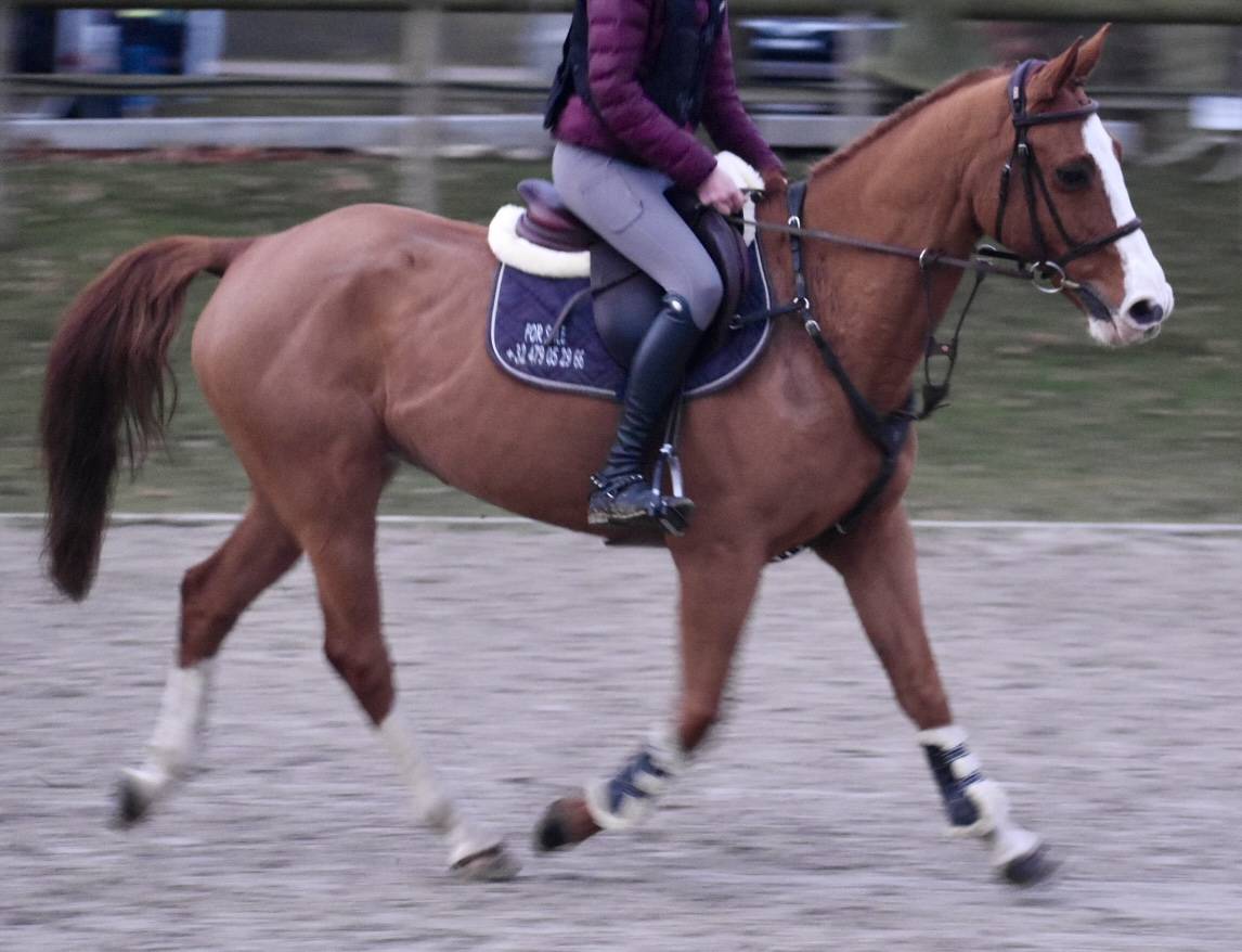 Gelding Zangersheide For sale 2013 Chesnut