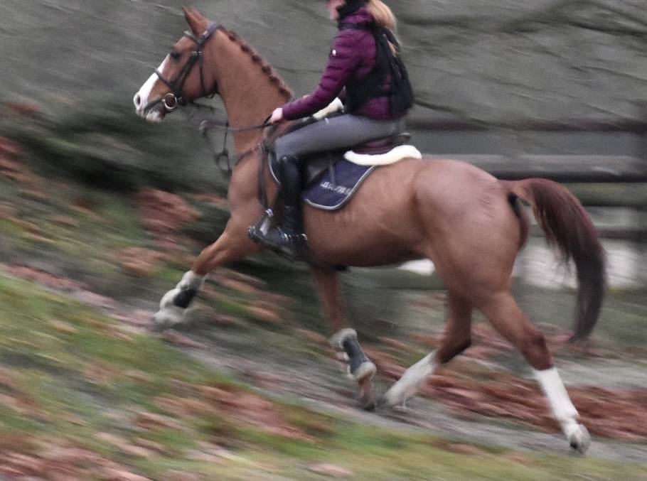 Gelding Zangersheide For sale 2013 Chesnut