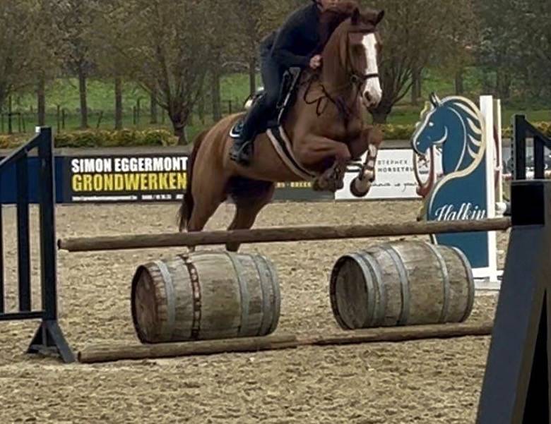 Gelding Zangersheide For sale 2013 Chesnut