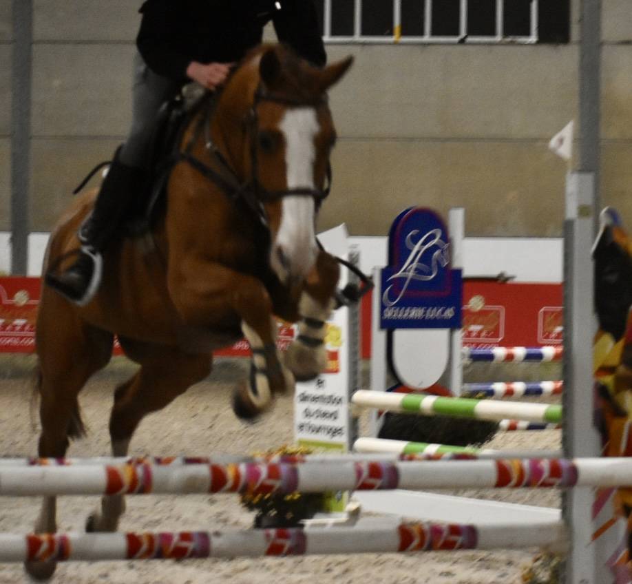 Gelding Zangersheide For sale 2013 Chesnut