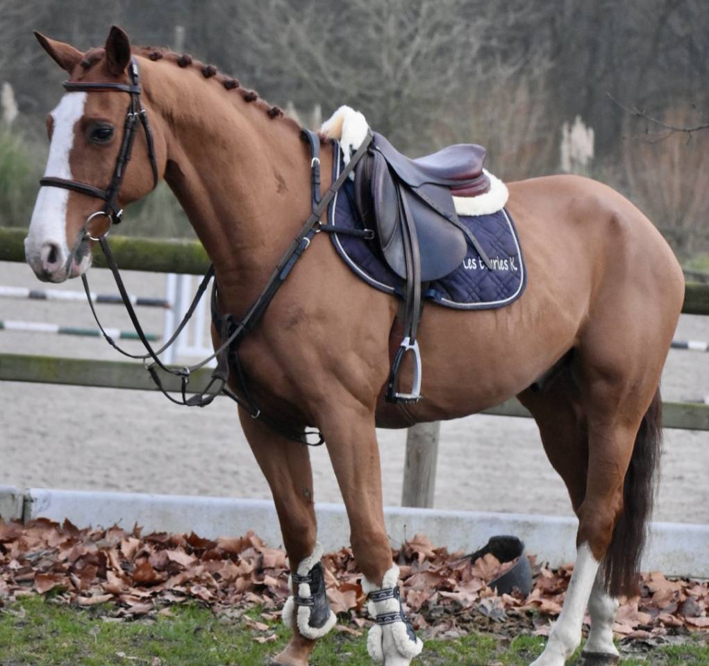 Gelding Zangersheide For sale 2013 Chesnut