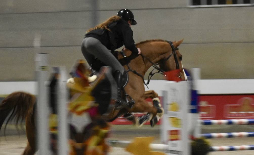 Gelding Zangersheide For sale 2013 Chesnut