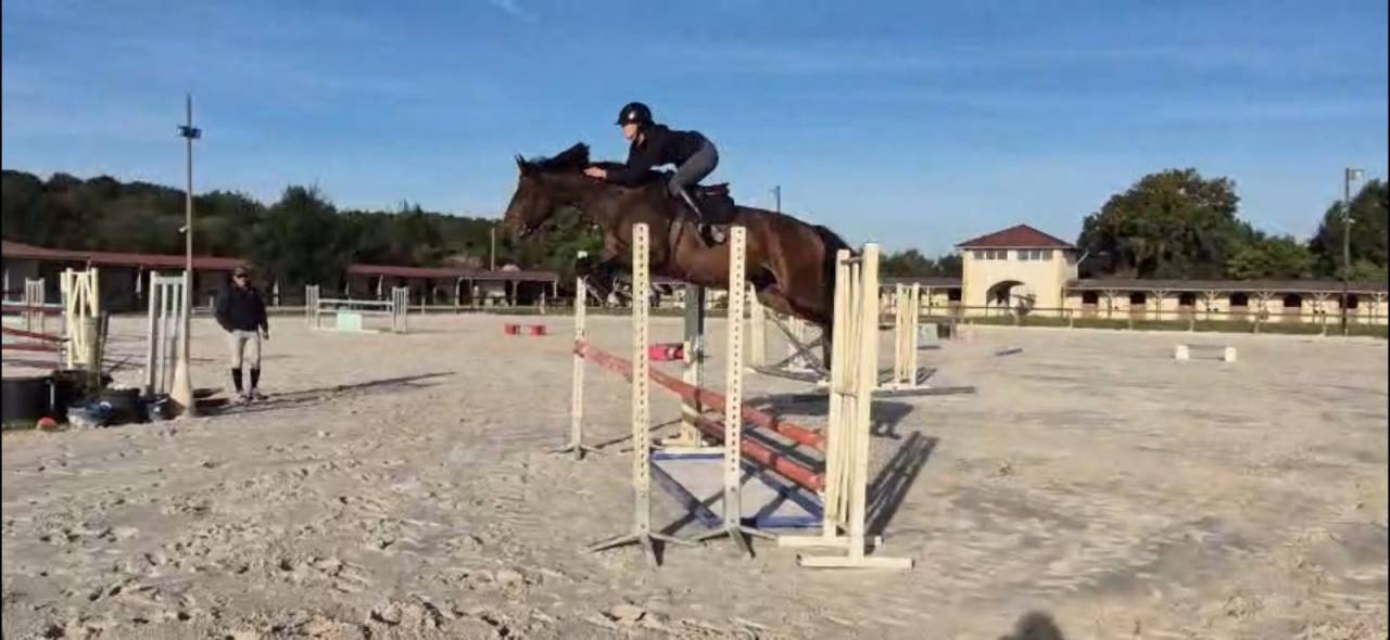 Mare Selle Fran&ccedil;ais For sale 2020 Bay