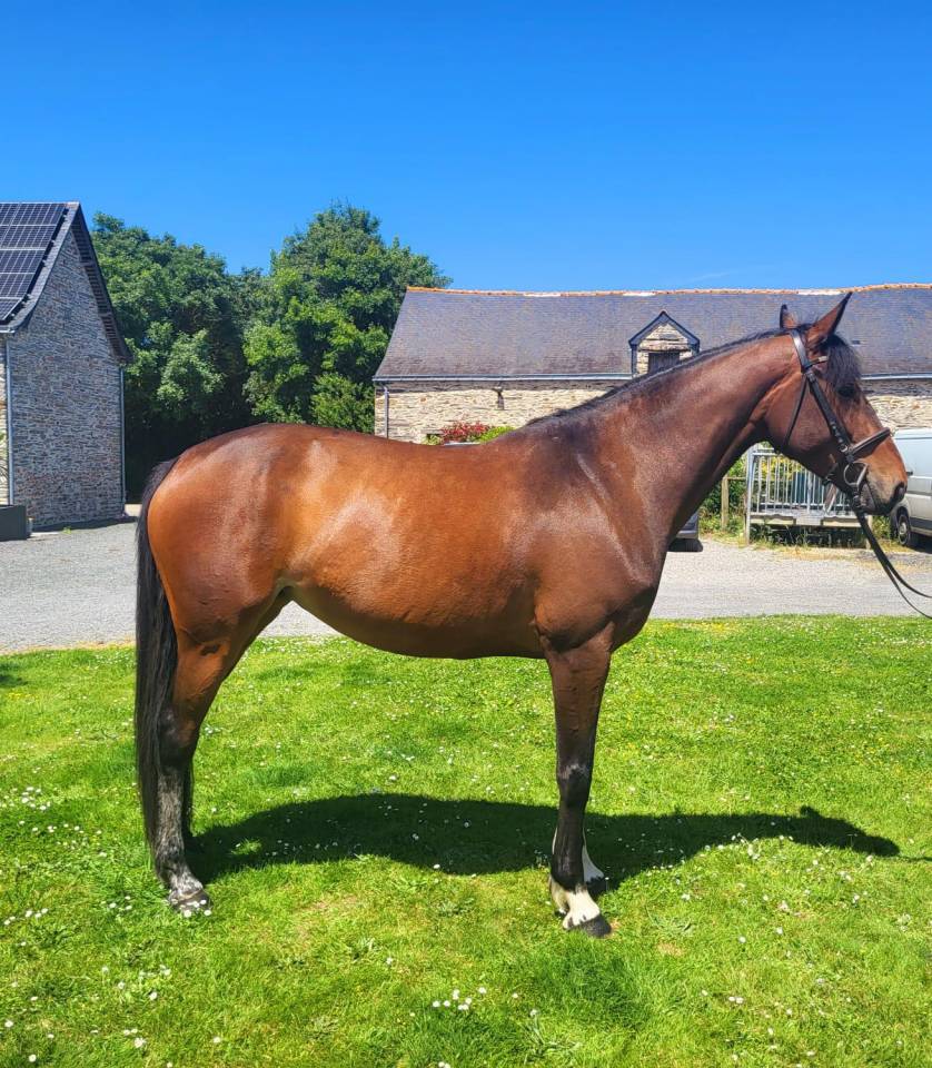 Mare Selle Fran&ccedil;ais For sale 2020 Bay