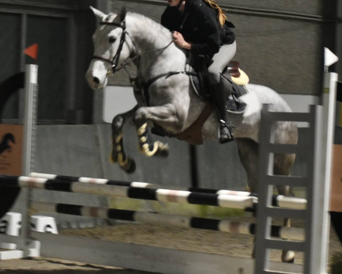 Mare Connemara For sale 2022 Grey