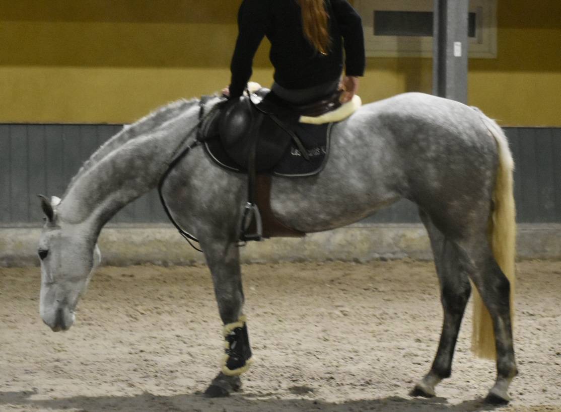 Mare Connemara For sale 2022 Grey