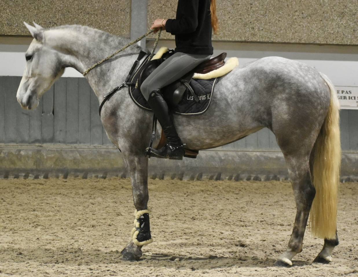 Mare Connemara For sale 2022 Grey