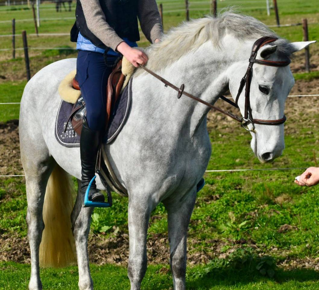 Mare Connemara For sale 2022 Grey